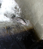 Chinook Salmon passing fish ladder on Cosumnes River
